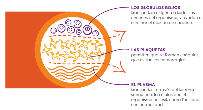 Platelet-large-graphic.png